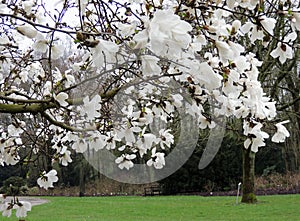 Magnolia Lebner, Magnolia Ãâ loebneri Merrill photo